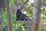 Common Black Hawkborder=